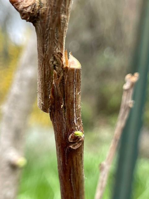IMG_5915.jpeg
