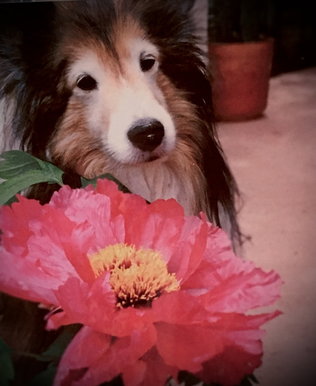 IMG_6039.jpeg