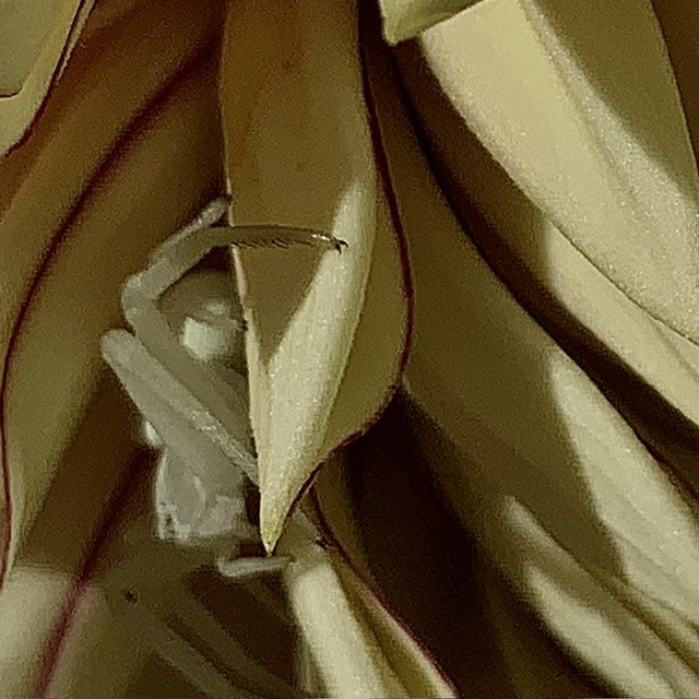 IMG_6254.jpeg