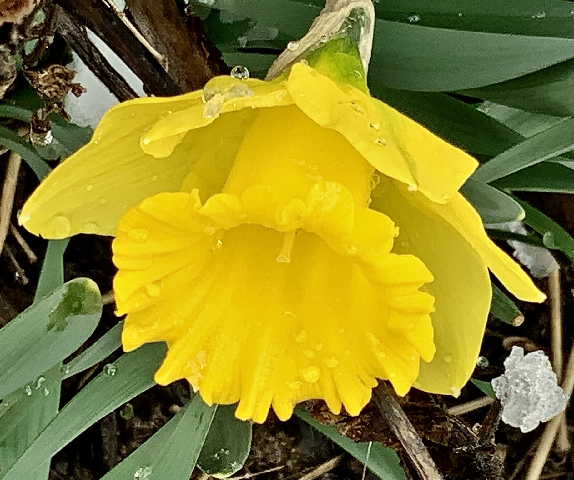 IMG_6388.jpeg