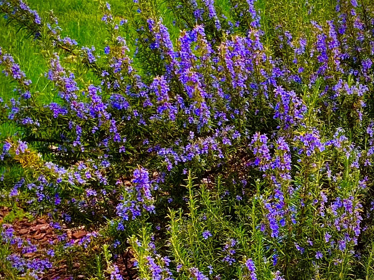 IMG_6518.jpeg