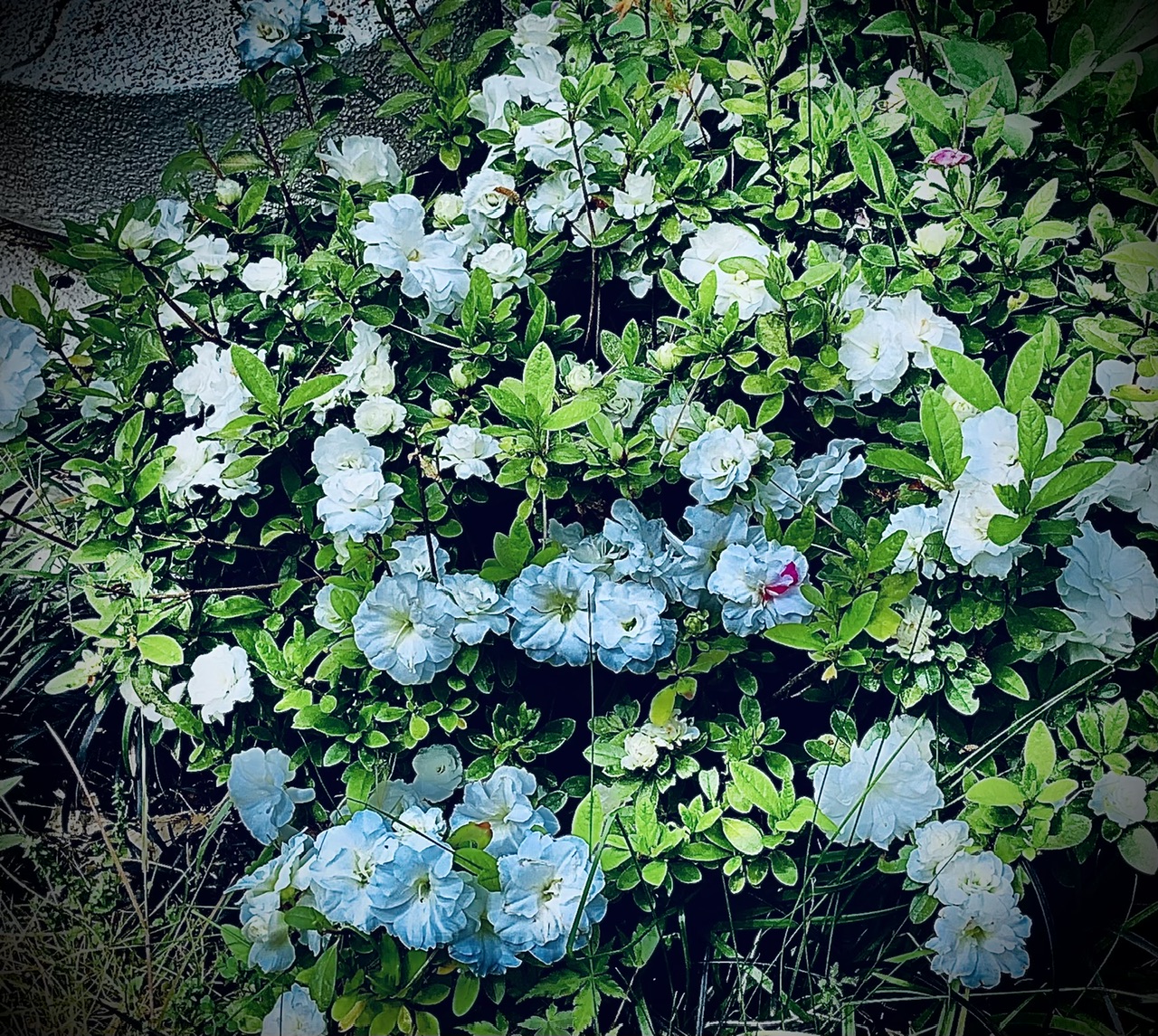 IMG_6565.jpeg