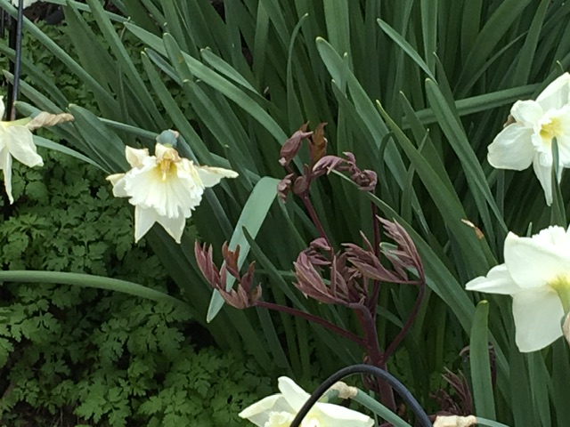 IMG_6741.jpeg