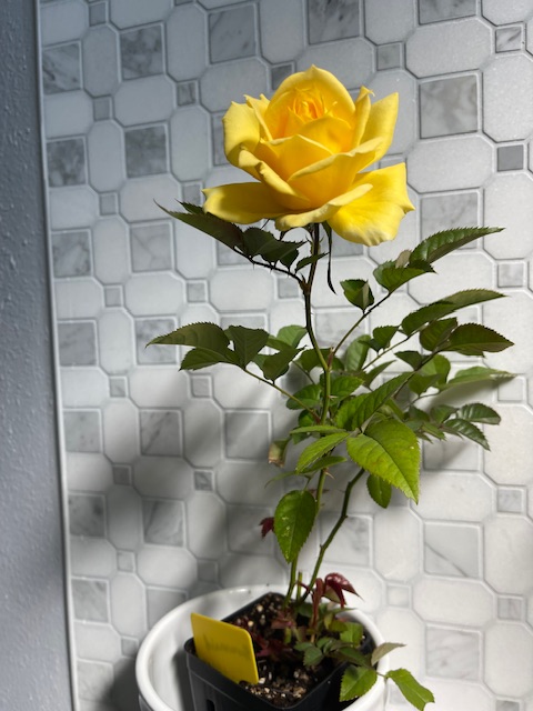 IMG_6867.jpeg