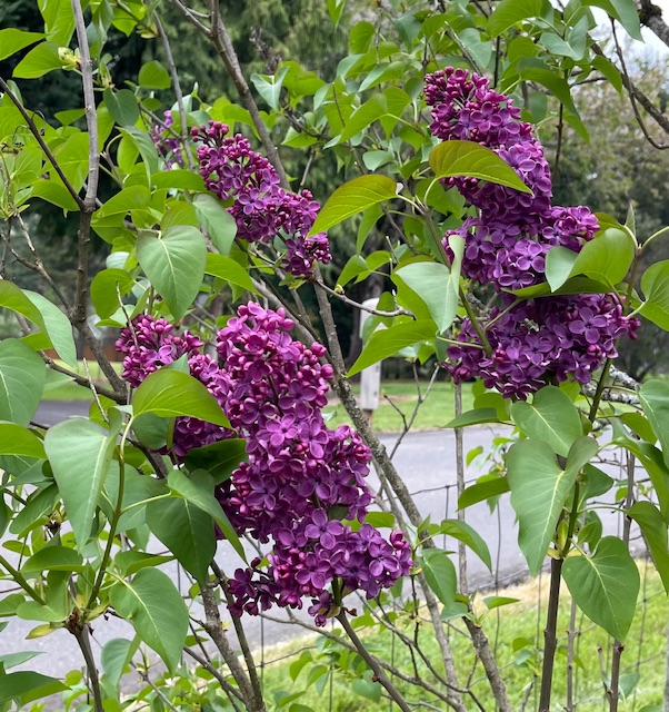 IMG_6947.jpeg