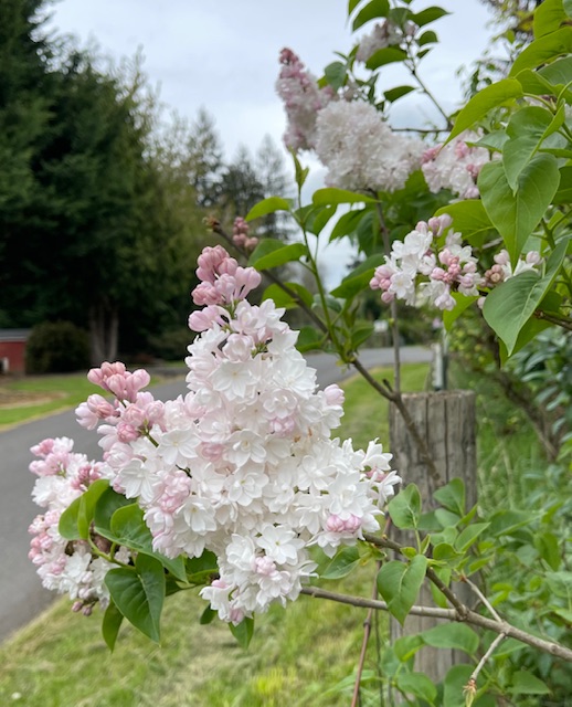 IMG_6952.jpeg