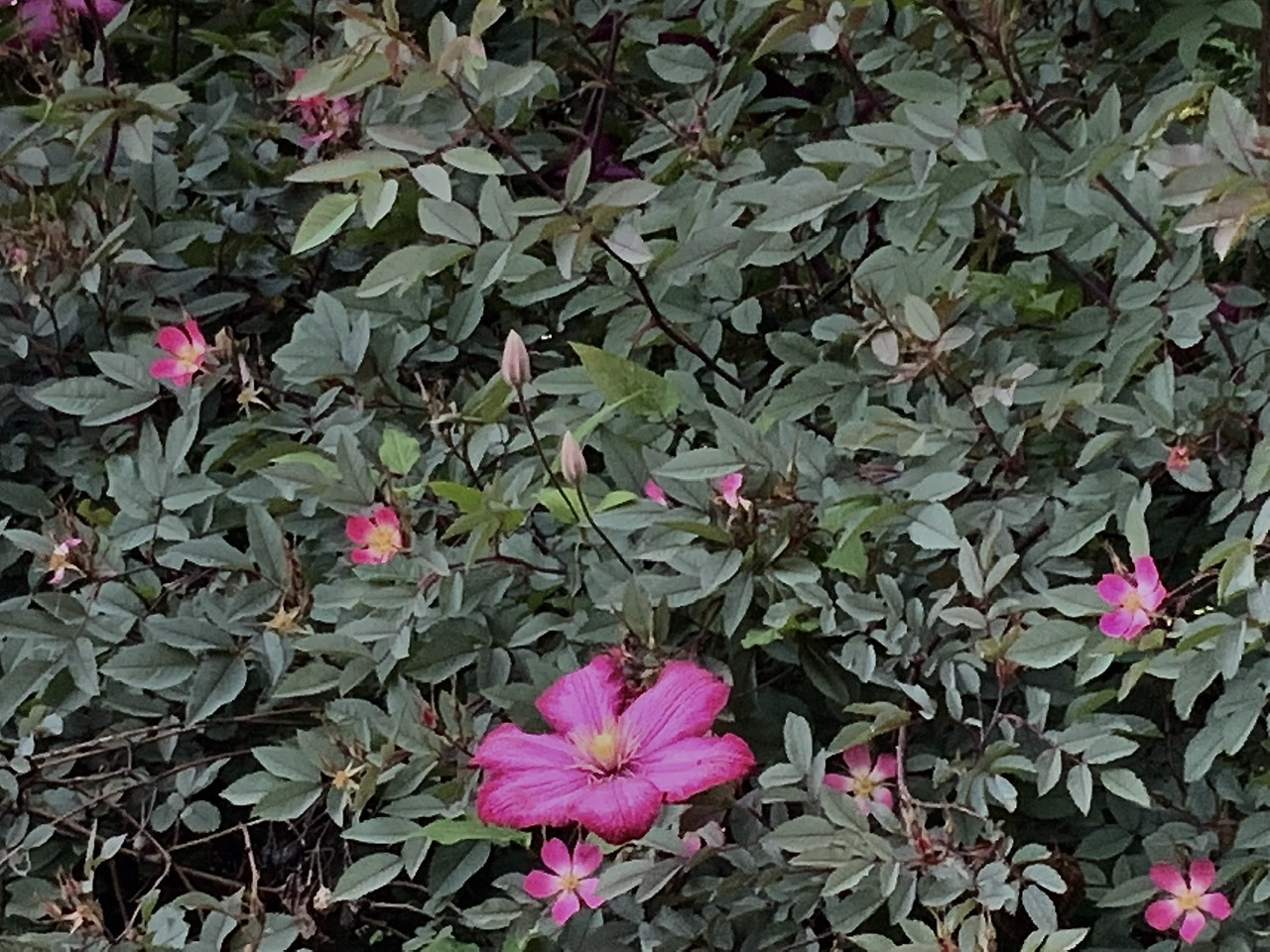 IMG_7244.jpeg