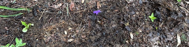 IMG_7263.jpeg