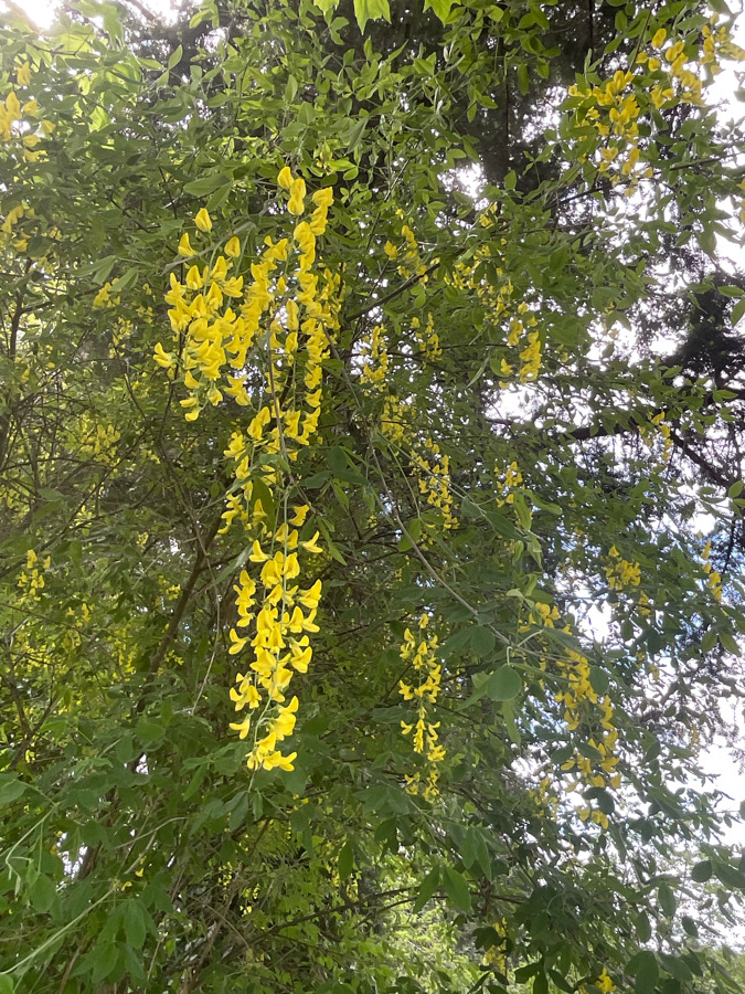 IMG_7313.jpeg