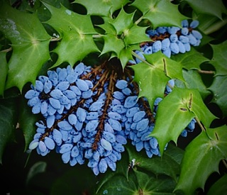 IMG_7318.jpeg