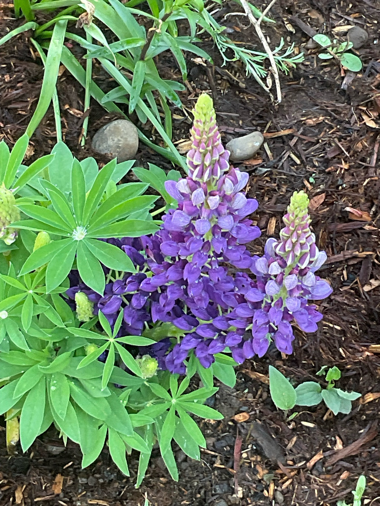 IMG_7334.jpeg