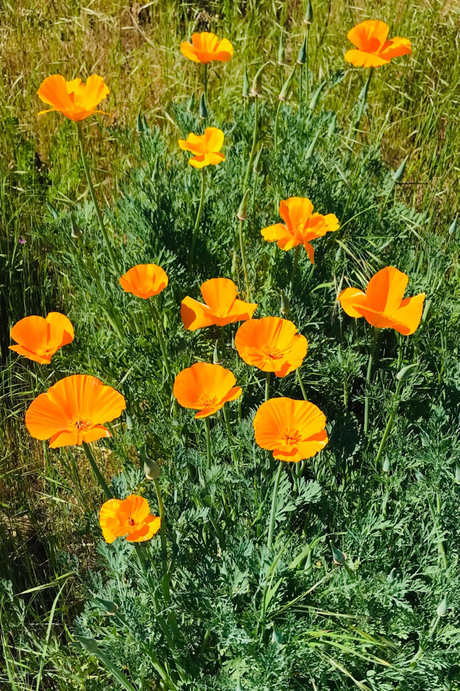 IMG_7391.jpeg