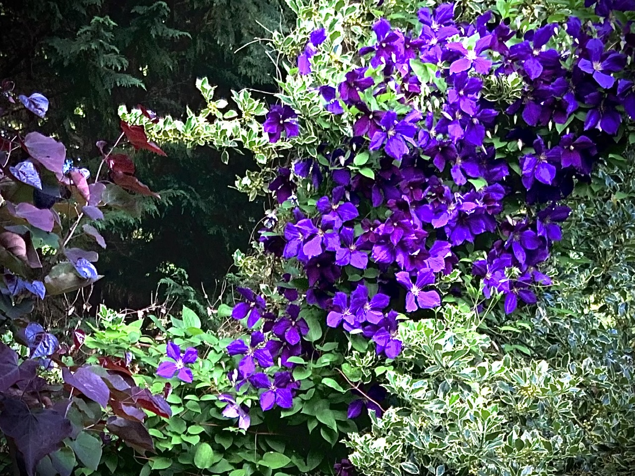 IMG_7471.jpeg