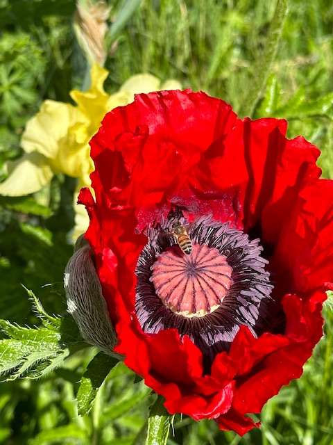 IMG_7541.jpeg