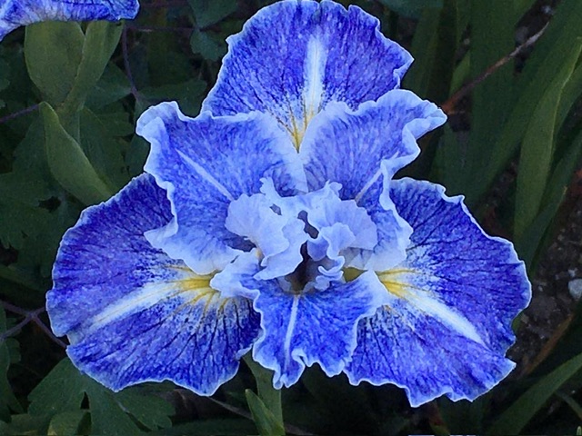 IMG_7667.jpeg