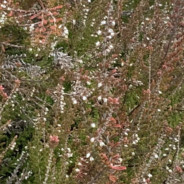 IMG_7695.jpeg