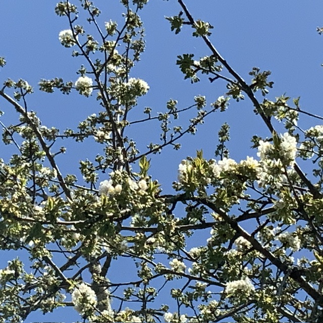 IMG_7767.jpeg