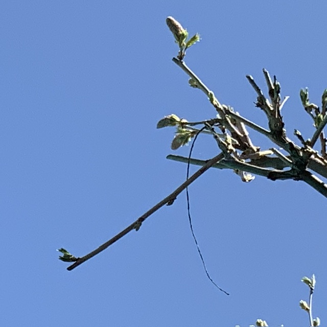 IMG_7772.jpeg