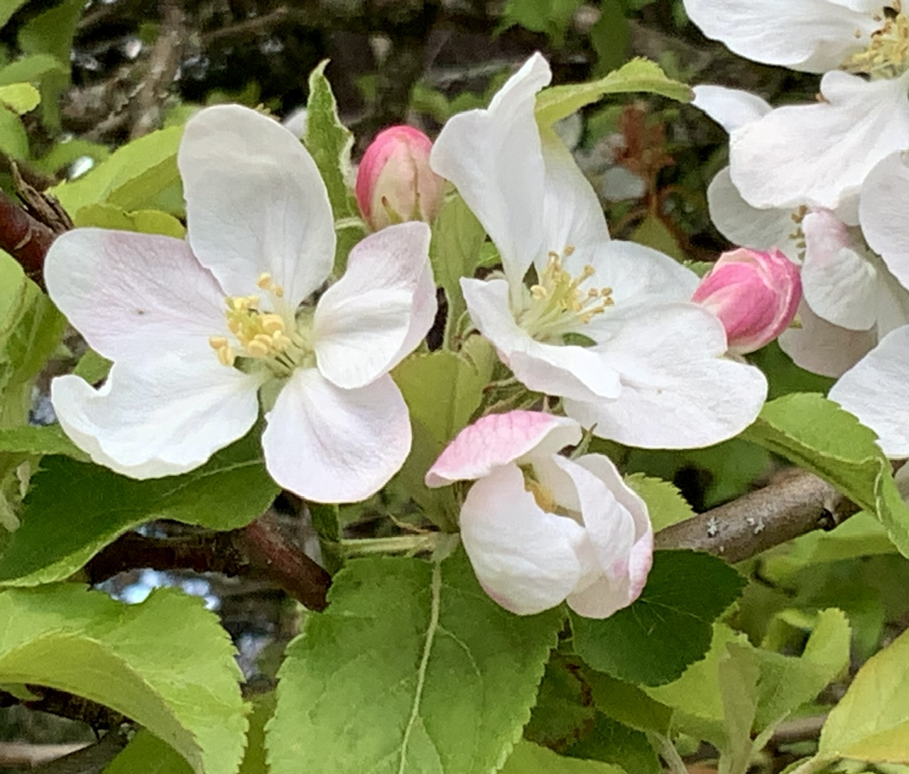 IMG_7943.jpeg