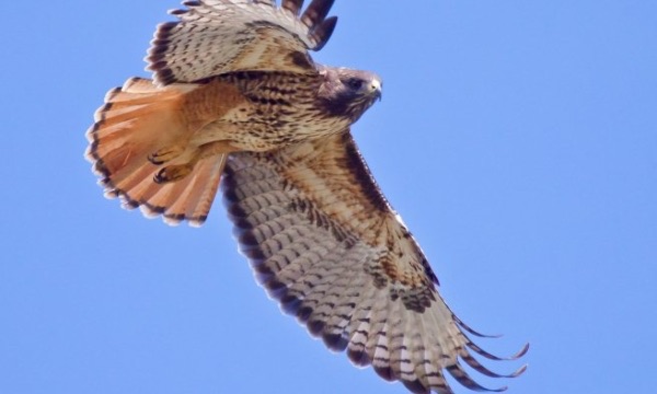 IMG_8161.jpeg