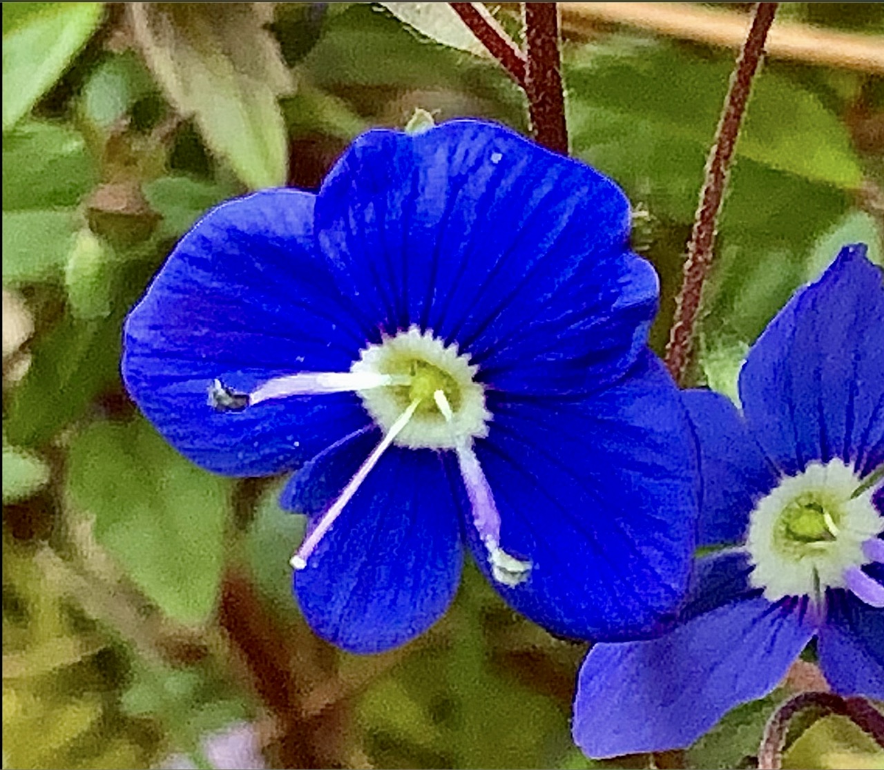 IMG_8311.jpeg