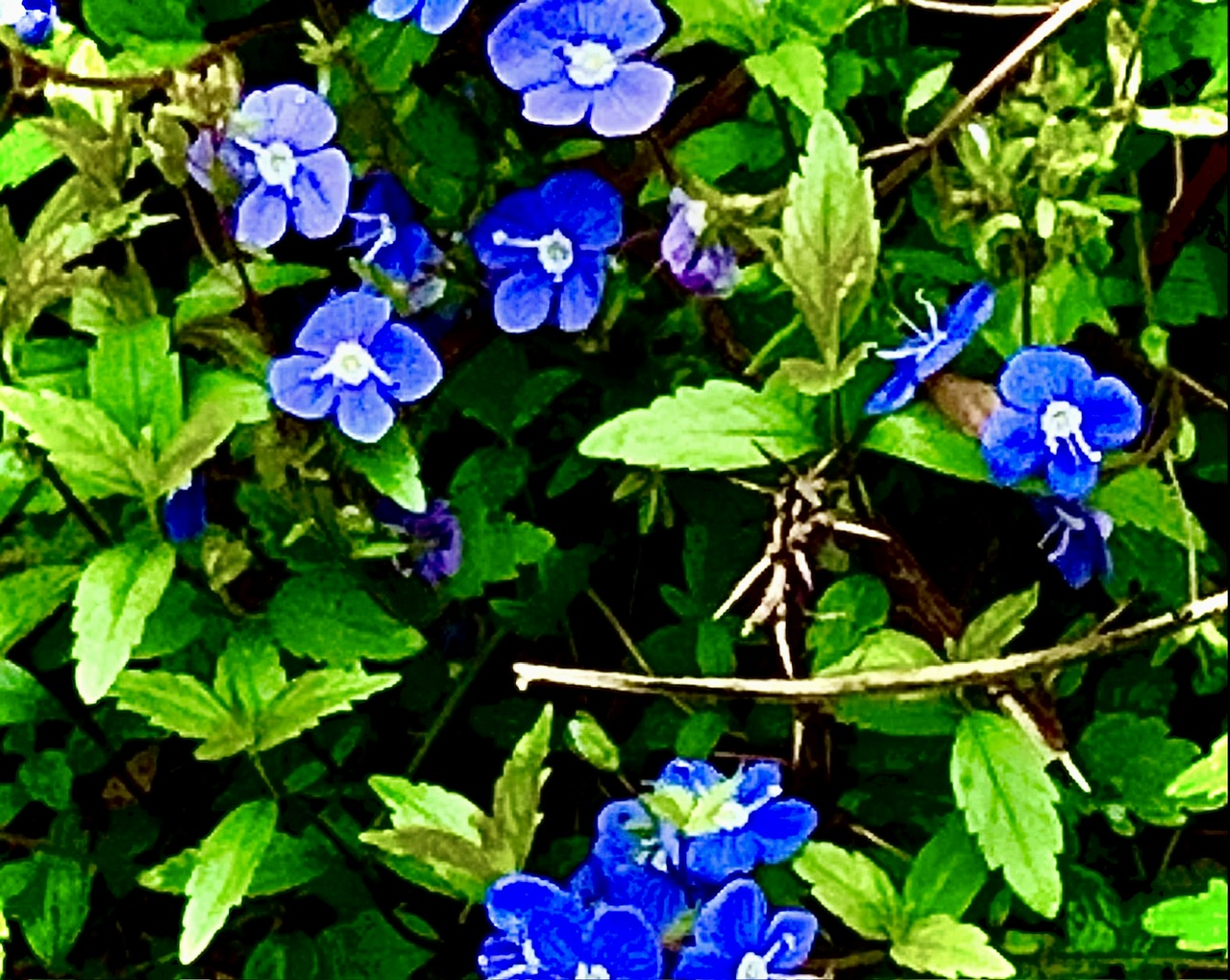 IMG_8312.jpeg
