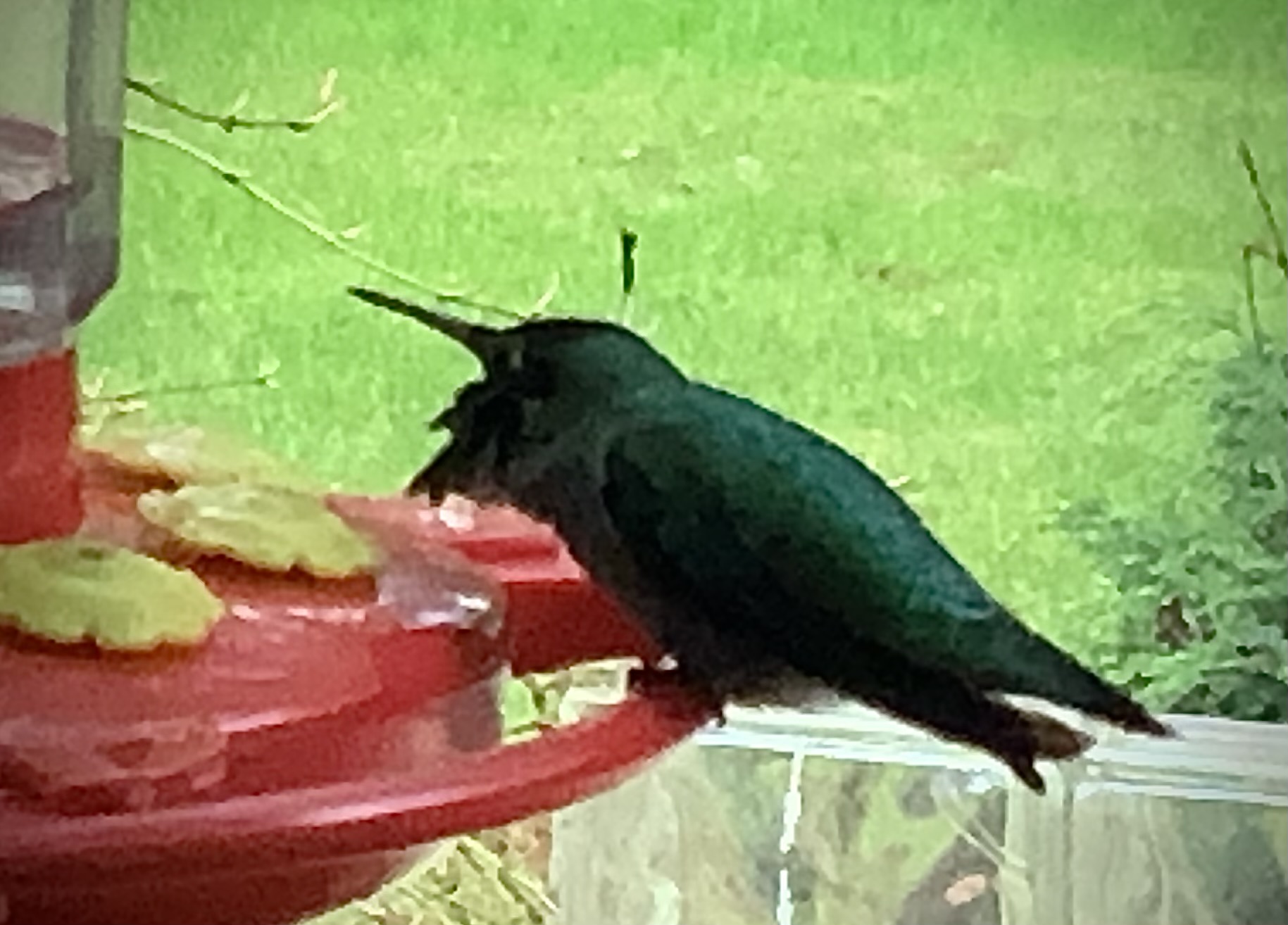 IMG_8361.jpeg