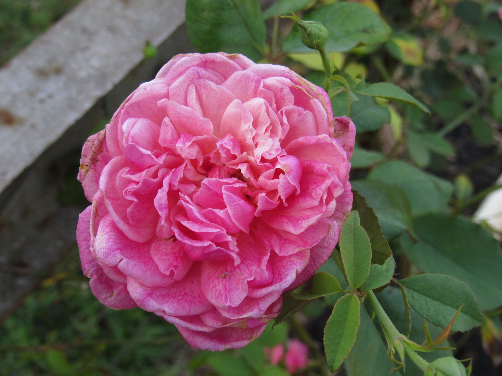 IMG_8640Caldwell Pink.jpg