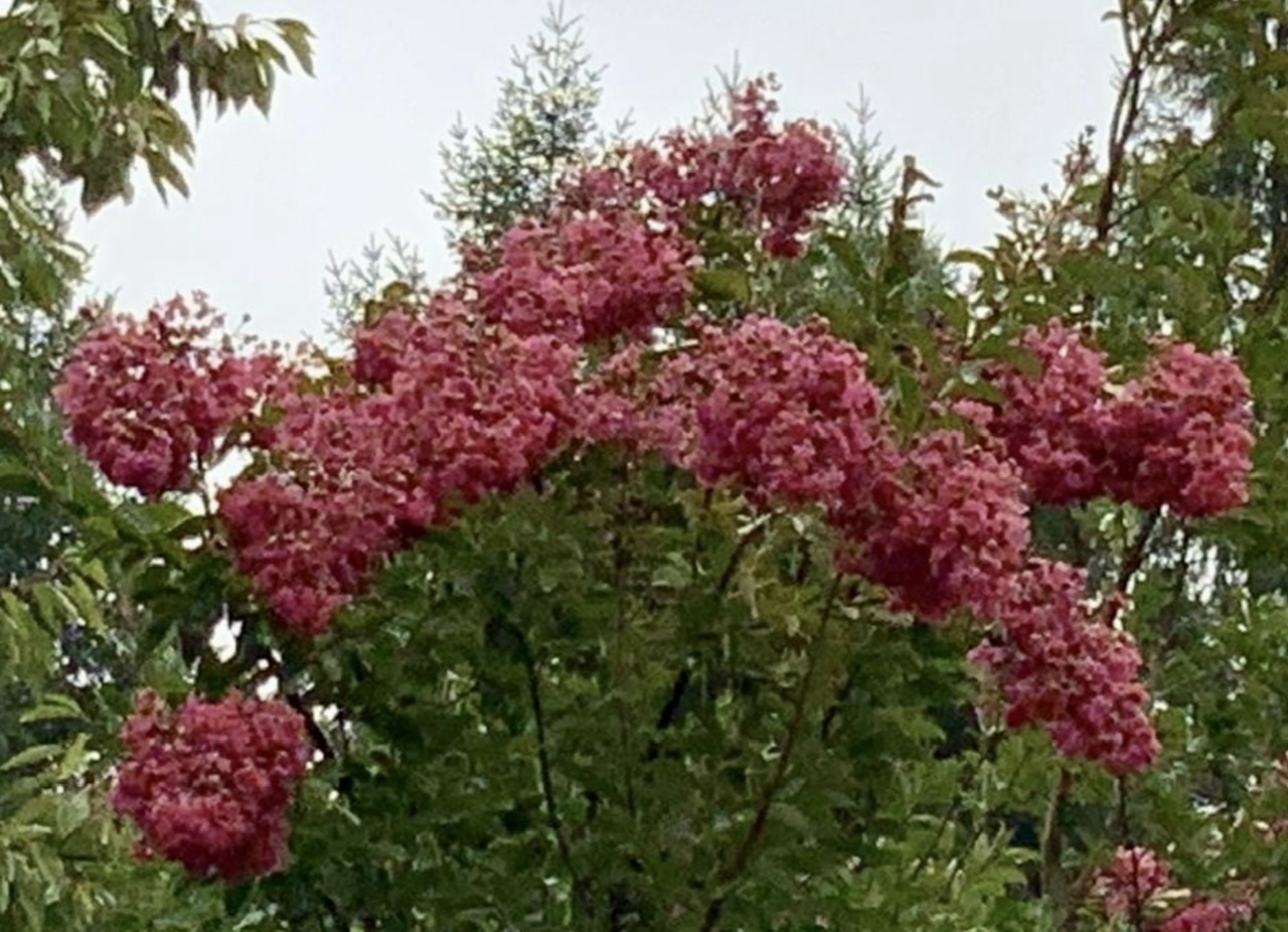 IMG_8689.jpeg
