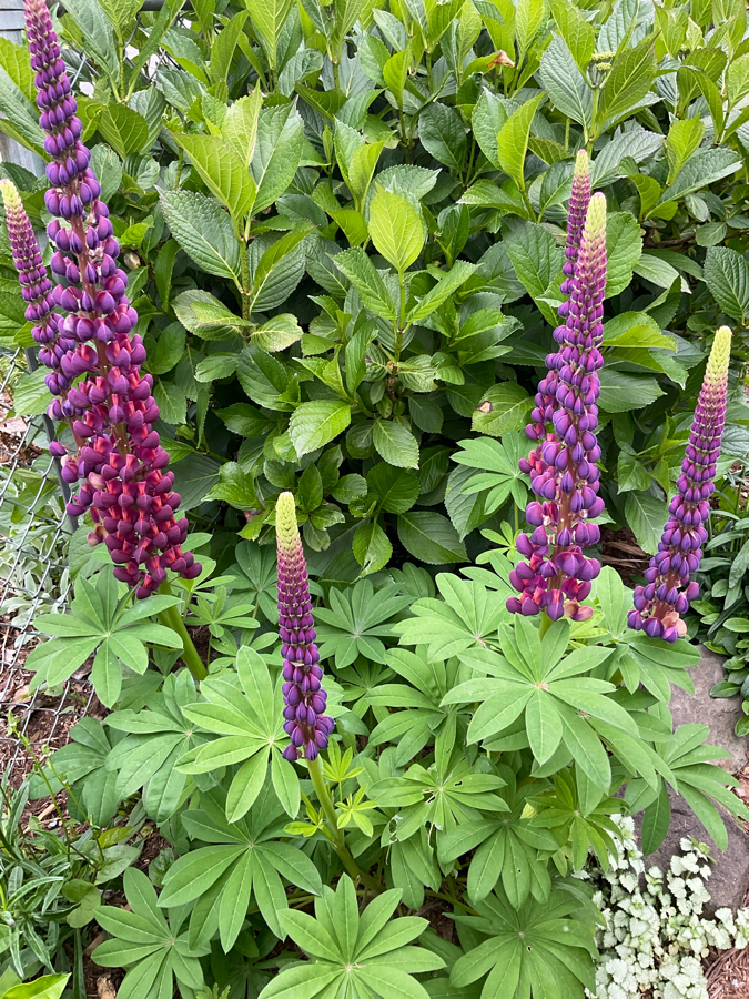 IMG_8832.jpeg