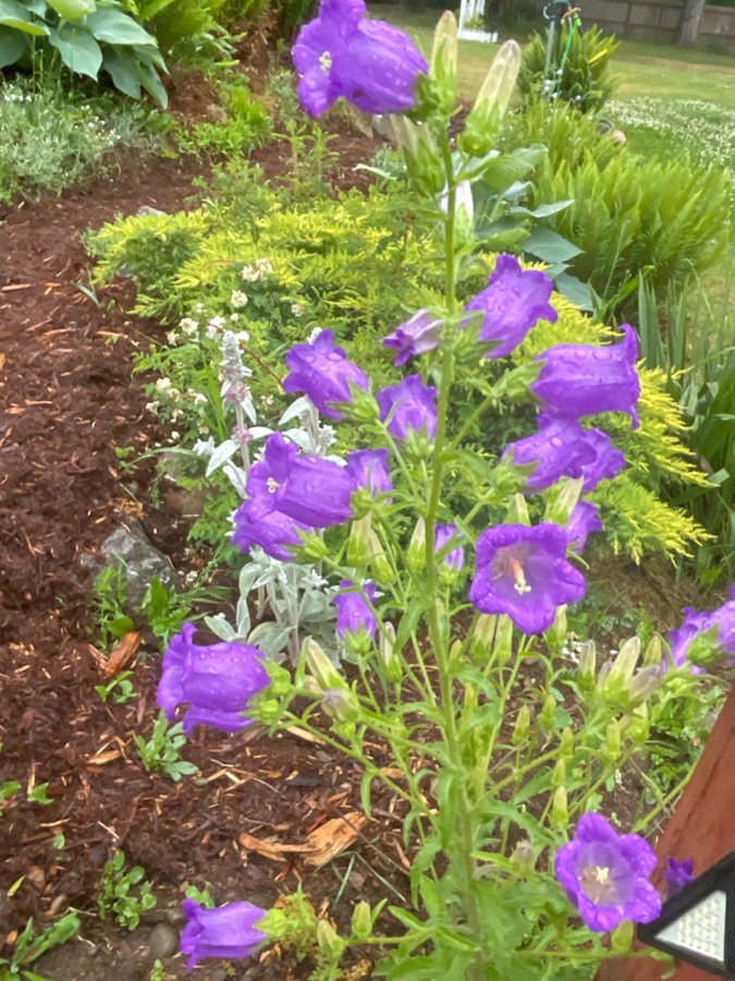 IMG_8839.jpeg