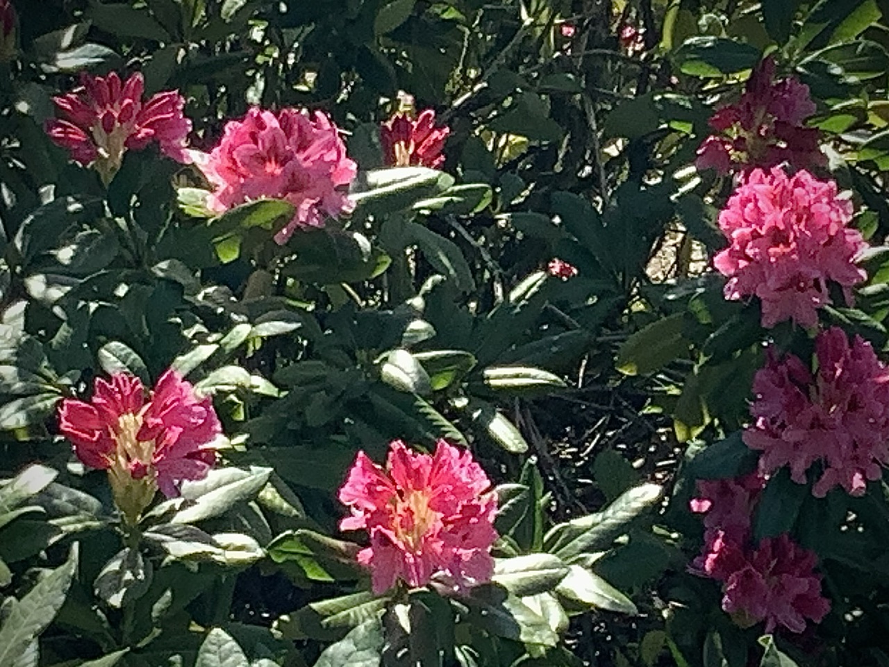 IMG_8849.jpeg