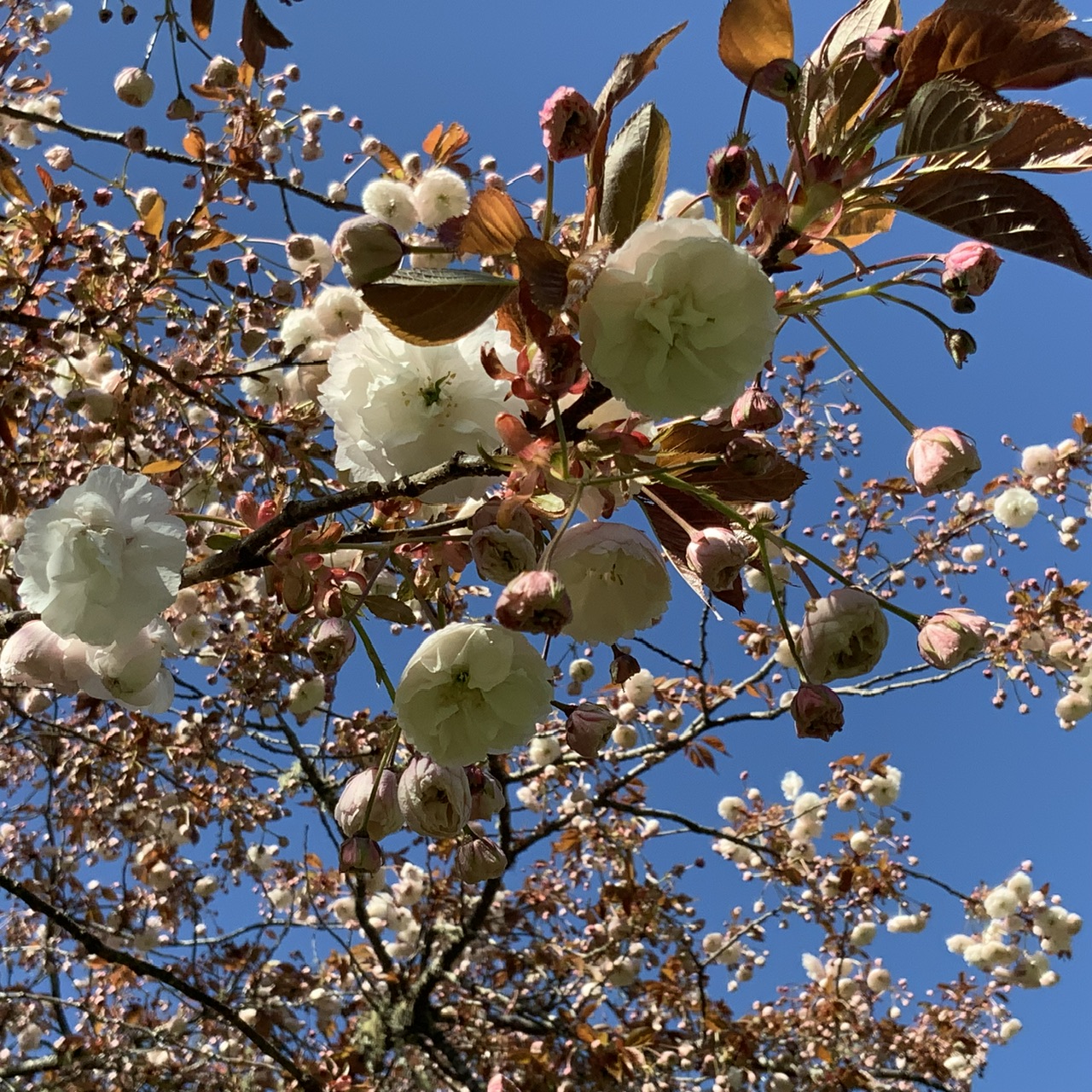 IMG_8905.jpeg