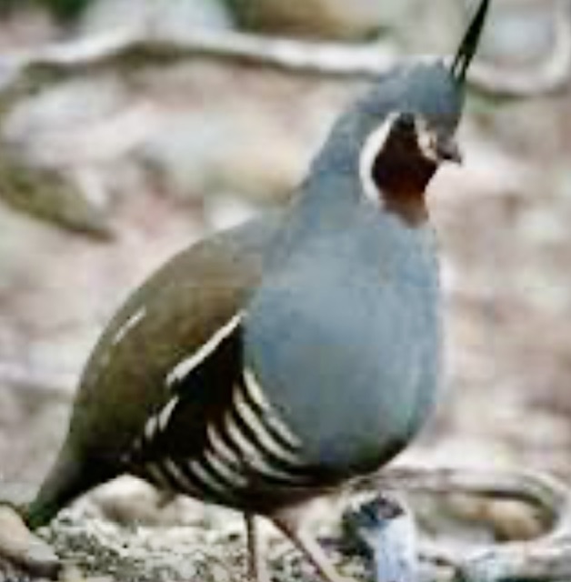IMG_8943.jpeg