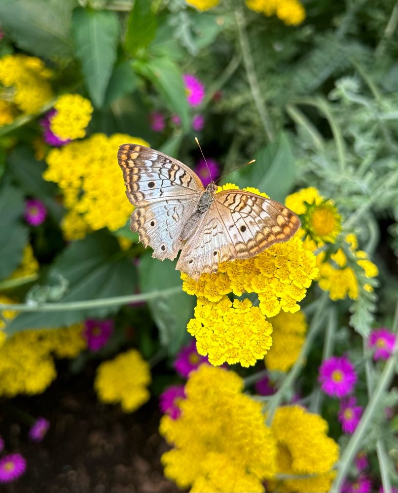 IMG_9070.jpeg