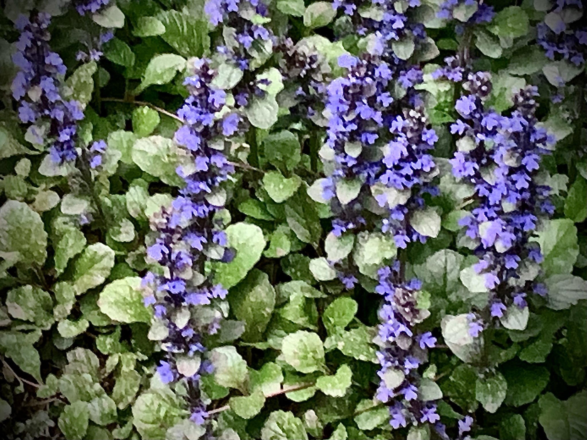 IMG_9126.jpeg