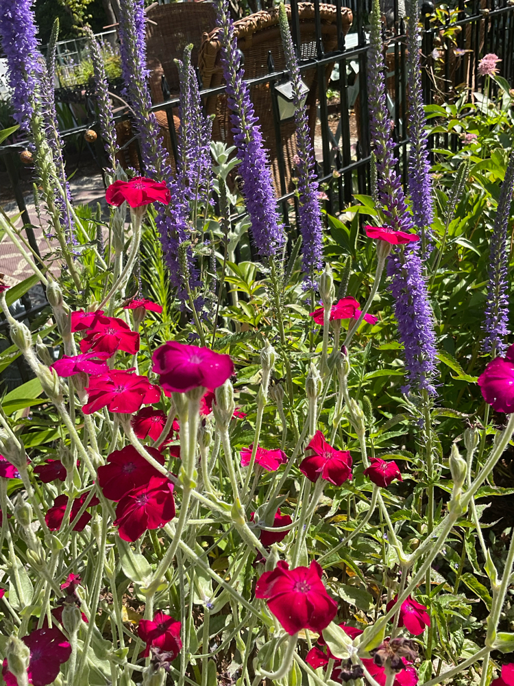IMG_9136.jpeg