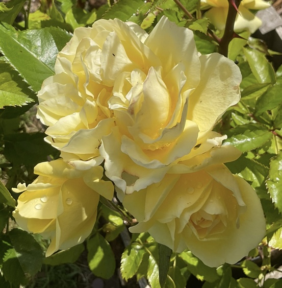 IMG_9140.jpeg