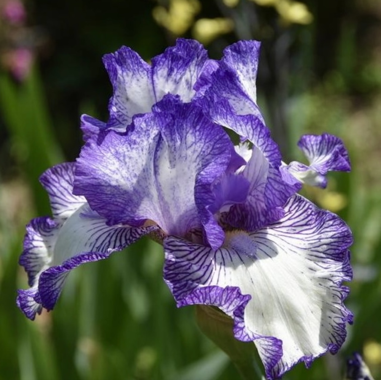 IMG_9301.jpeg