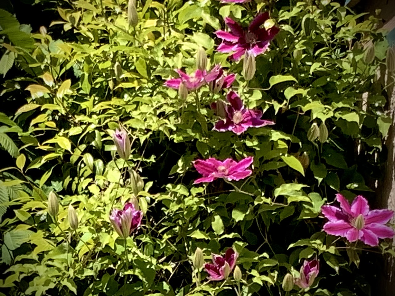 IMG_9311.jpeg