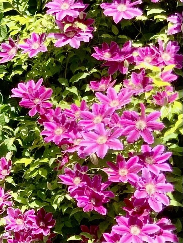 IMG_9419.jpeg