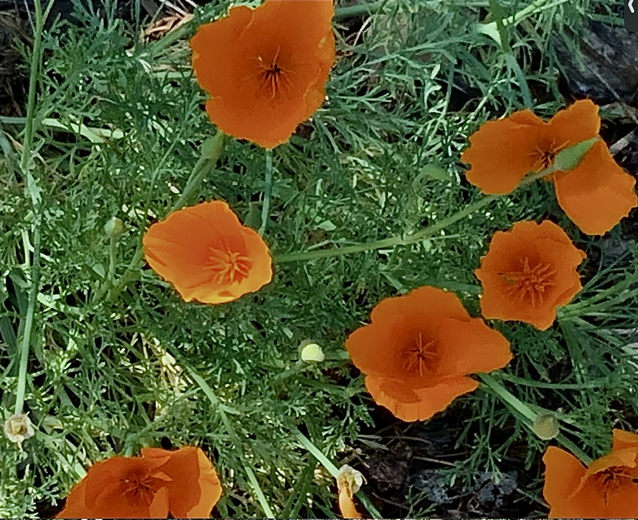 IMG_9589.jpeg