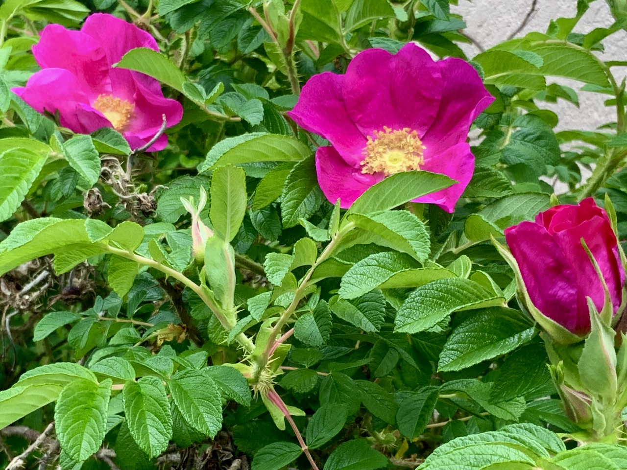 IMG_9652.jpeg