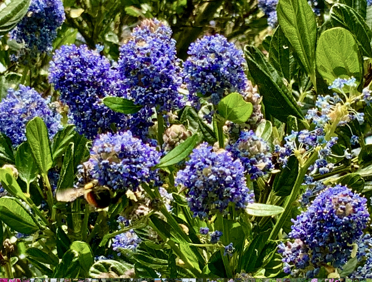 IMG_9735.jpeg