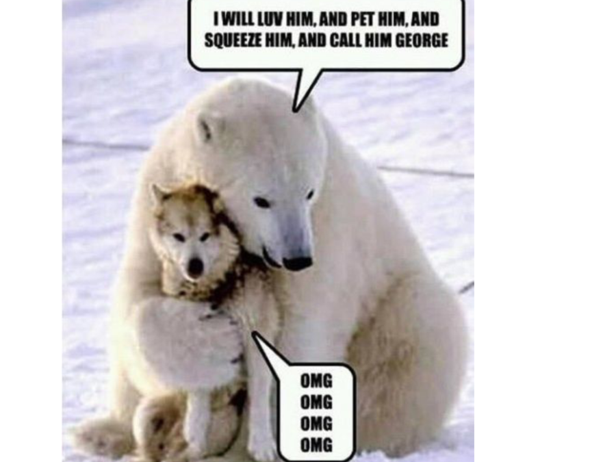 IMG_9869.PNG