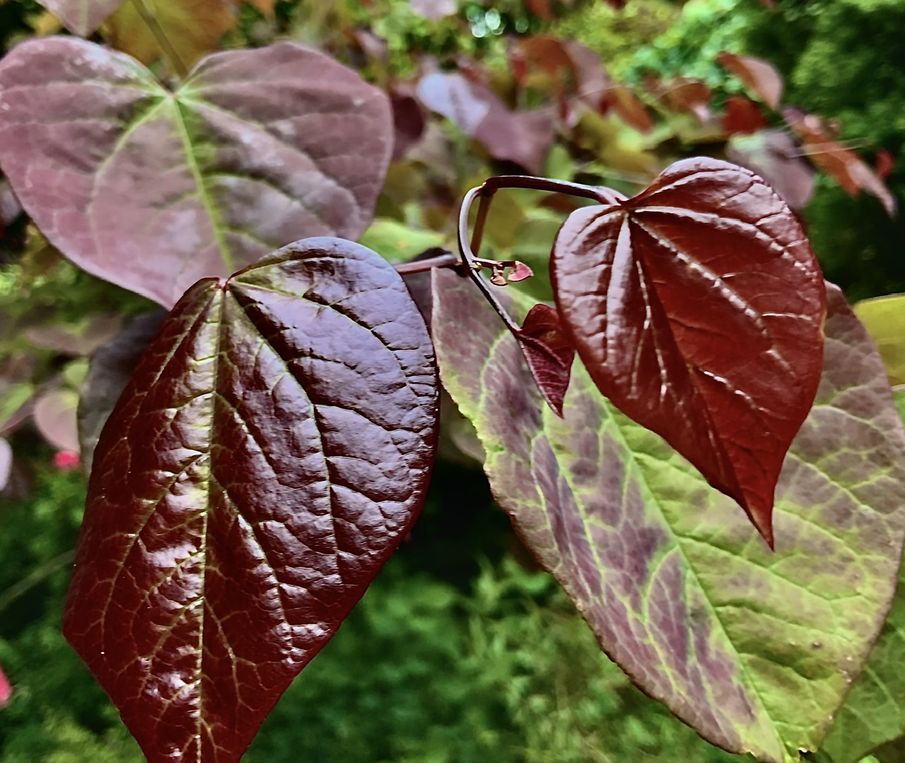 IMG_9954.jpeg