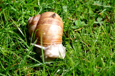 IMGP0264-001.JPG
