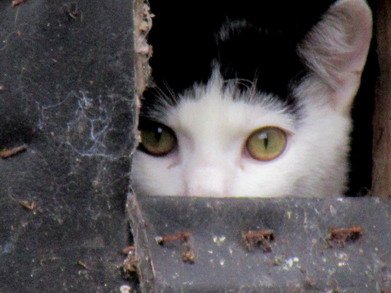 Impostor..JPG