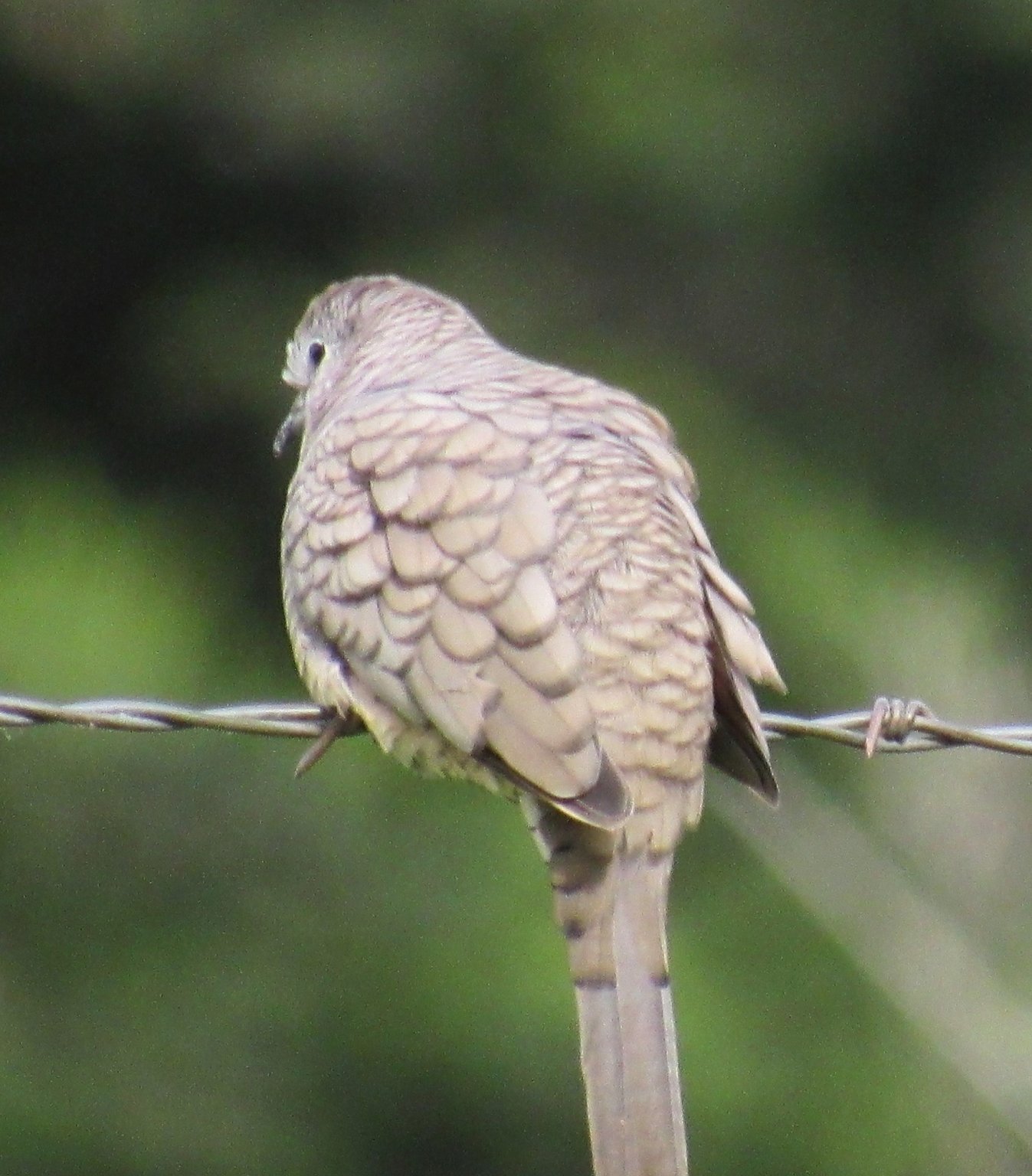 Inca Dove 3.jpg
