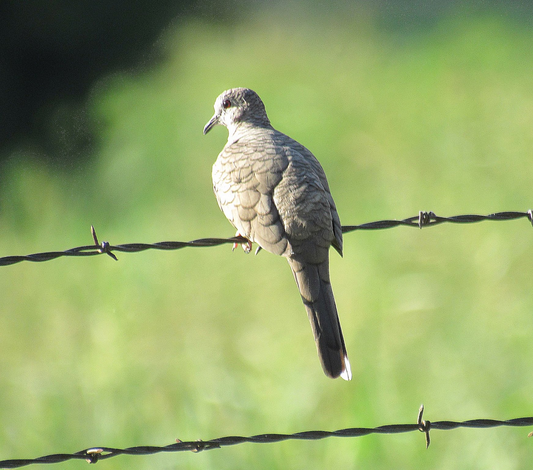 Inca Dove 6.jpg